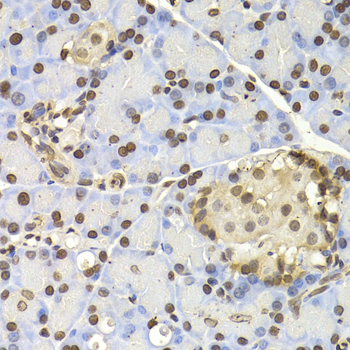 NAP1L1 Antibody (OAAN00957) in Rat Pancreas using Immunohistochemistry