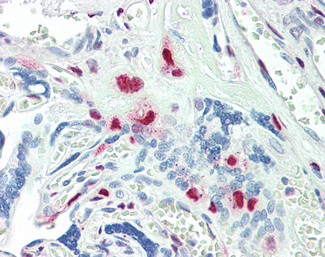 KLF16 Antibody - C-terminal region (OALA07820) in Human Placenta using Immunohistochemistry (paraffin)