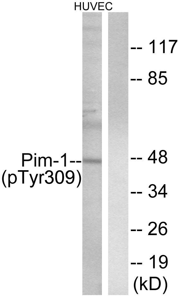 PIM1 Antibody (Phospho-Tyr309) (OAAB20609) in Human HuvEc Cells using Western Blot