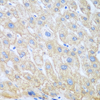PTGS1 Antibody (OAAN02232) in Human Liver using Immunohistochemistry