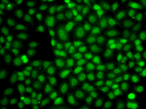 CREB1 Antibody (OAAN00272) in A549 Cells using Immunofluorescence