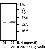IL1R1 Recombinant Protein (Human) (OPED00074) in WB