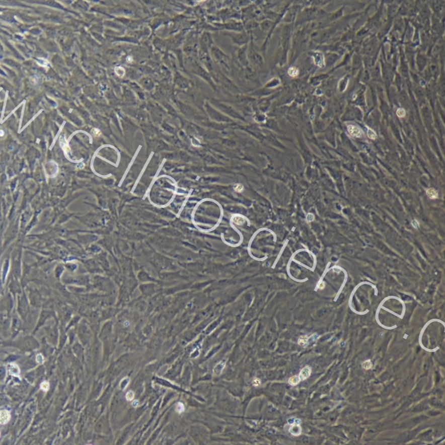 小鼠脂肪血管基质细胞/免疫荧光鉴定/镜像绮点（Cellverse）