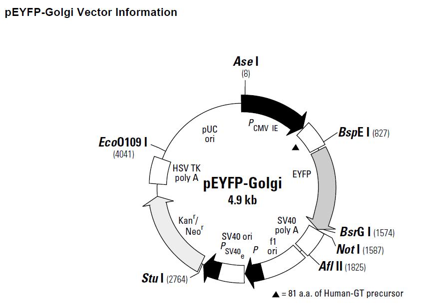 pEYFP-Golgi产品信息