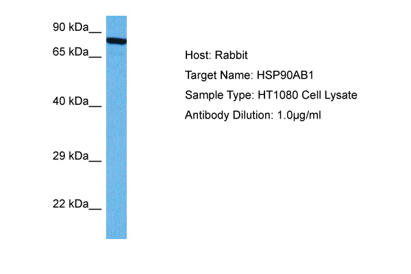 HSP90AB1 Antibody - middle region (ARP73993_P050) in Human HT1080Whole Cell using Western Blot