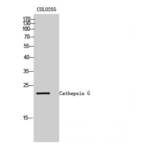 CTSG Antibody - middle region (OASG01101) in COLO205 using Western Blot