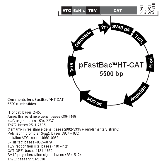 pFastBacHT-CAT产品信息