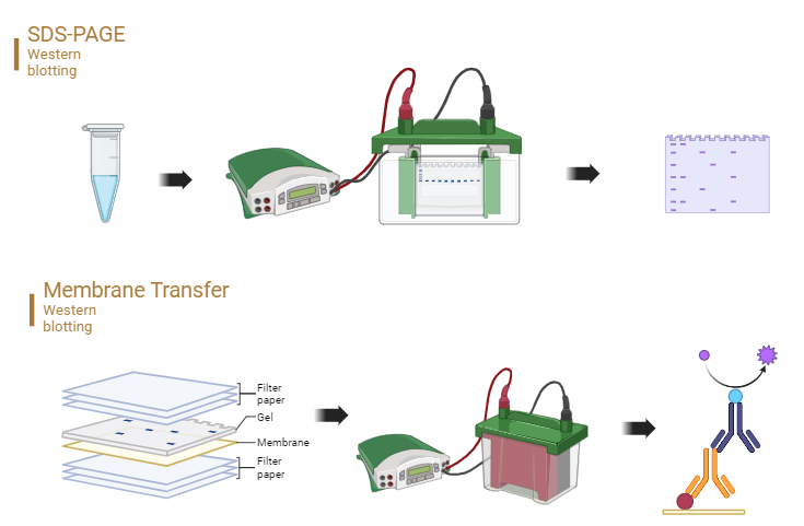 揭秘免疫印迹实验：抗体多条带现象是否预示着特异性危机？