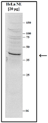 SETD8 Antibody (OADC00224) in Human Hela cells using Western Blot