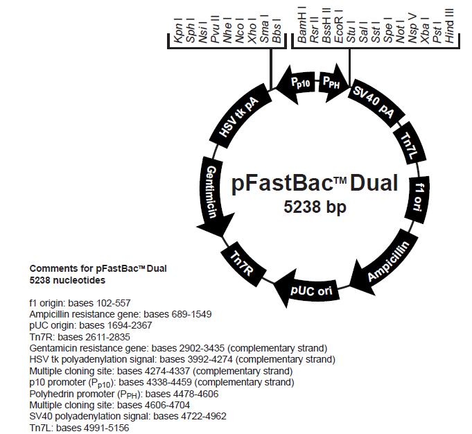 pFastBacDual产品信息
