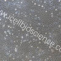 鸡骨骼肌细胞永生化/免疫荧光鉴定/镜像绮点(Cellverse)