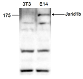 Kdm5b Antibody (OADC00154) in Mouse fibroblasts (NIH3T3) and embryonic stem cells (E14Tg2a) using Western Blot