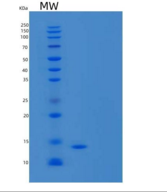 人胱抑素D重组蛋白