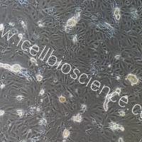 小鼠皮下微血管内皮细胞/免疫荧光鉴定/镜像绮点