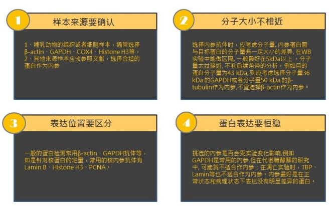 实验室内参抗体使用全面说明