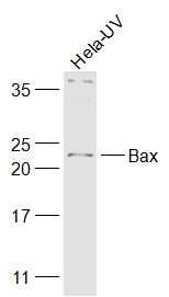 Bax抗体文献引用