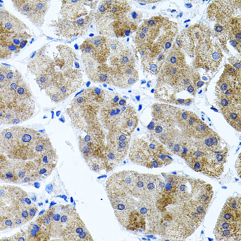 CDH23 Antibody (OAAN00960) in Human Stomach using Immunohistochemistry