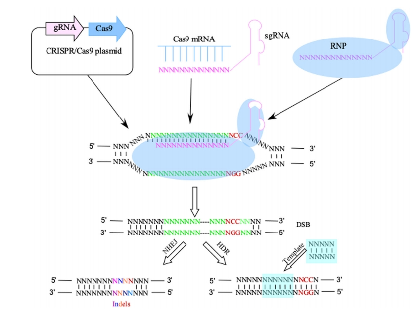 CRISPR/Cas9基因编辑实验产生移码突变后为何还有蛋白表达？