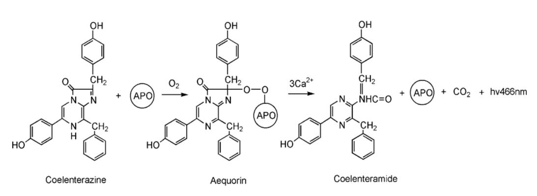 北京促销曲拉通X-100(分子生物学级)价格