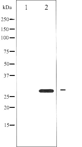 YWHAZ Antibody (OAAJ03124) in 293 whole cell lysates using Western Blot