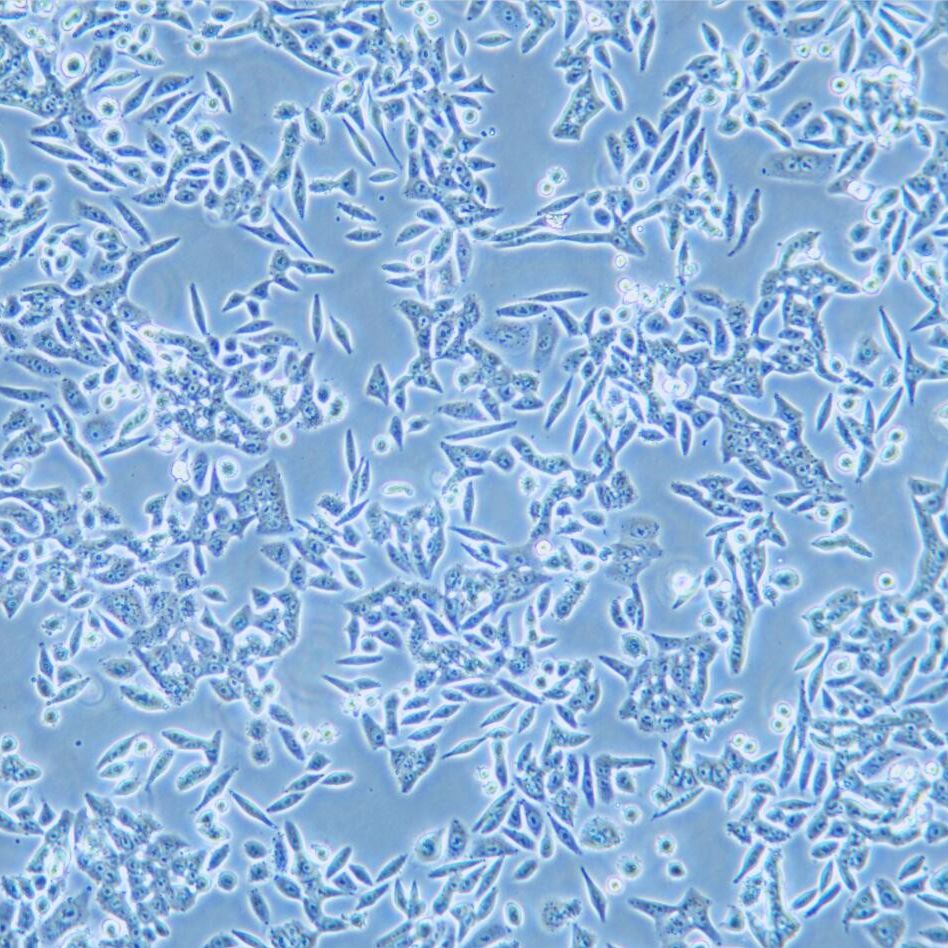 SW620/5FU 人结直肠癌细胞氟尿嘧啶耐药株/ATCC/STR鉴定细胞