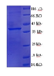 Recombinant human protein Wnt-3a using SDS-PAGE