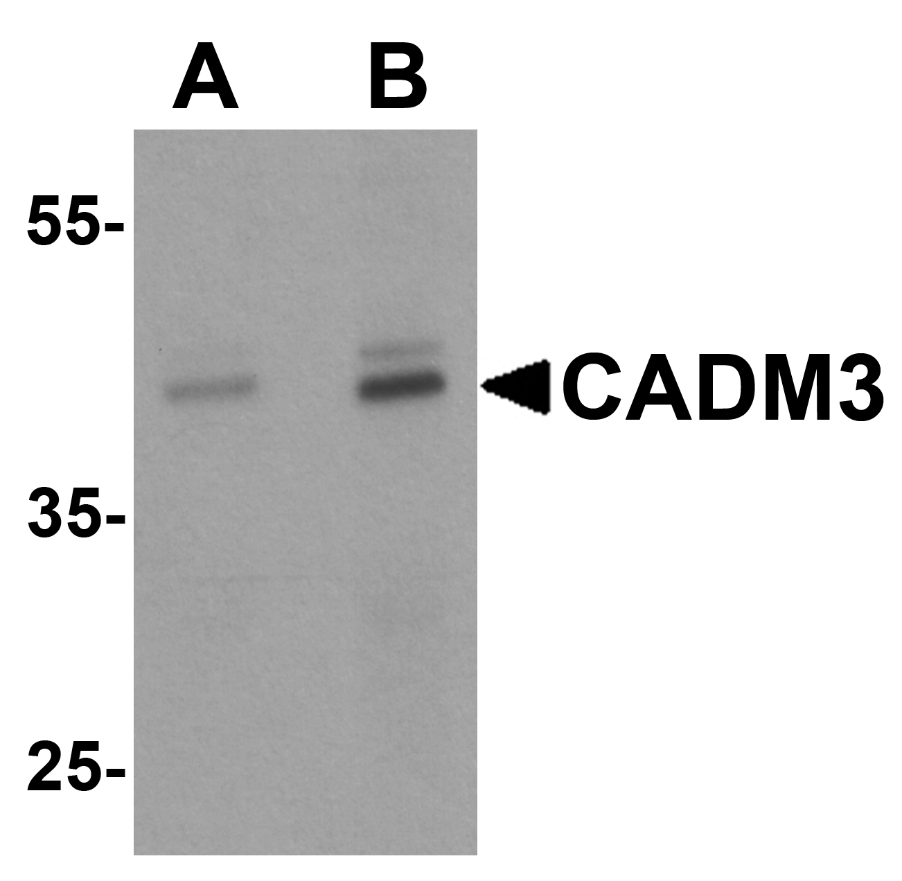 CADM3 Antibody - N-terminal (OAPB01956) in Brain tissue lysate using Western Blot