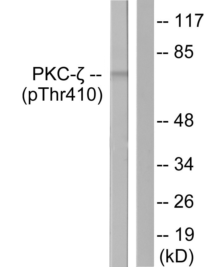 PRKCZ Antibody (Phospho-Thr410) (OAAB20621) in Mouse NIH-3T3 Cells using Western Blot