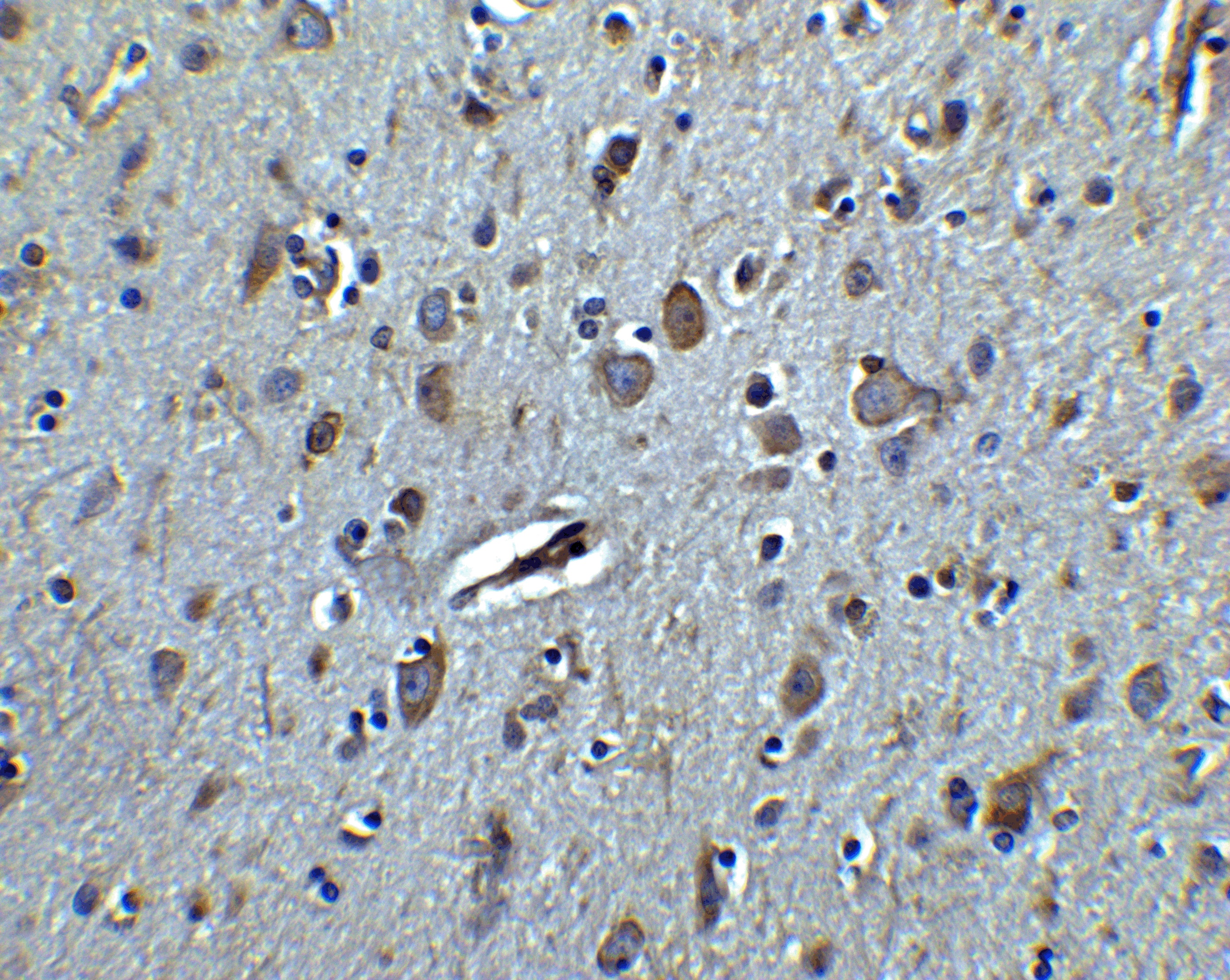 TET3 Antibody - C-terminal (OAPB01637) in human brain tissue using Immunohistochemistry
