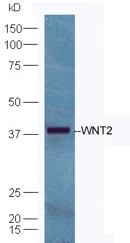 WNT2 Antibody (OAAB22006) in Mouse Brain Cells using Western Blot