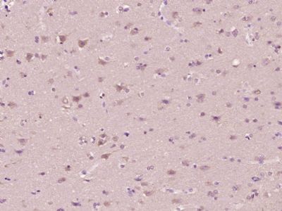 Bax抗体文献引用