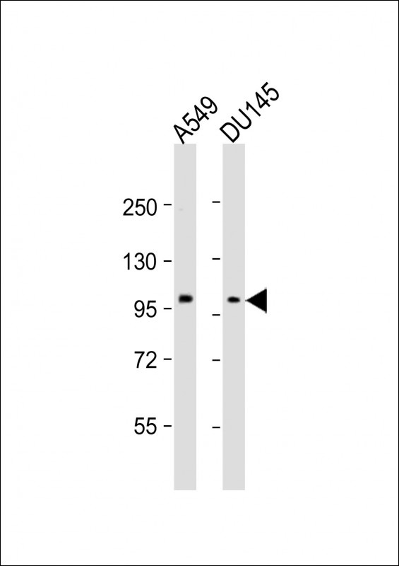 SEMA4B Antibody - C-terminal region (OAAB22098) in Human A549 Cells, DU145 Cells using Western Blot