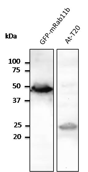 RAB11B Antibody - C-terminal region (OASF00059) in At-T20 cell using Western Blot