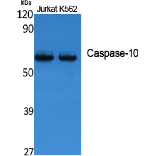 CASP10 Antibody - middle region (OASG01014) in Jurkat, K562 using Western Blot