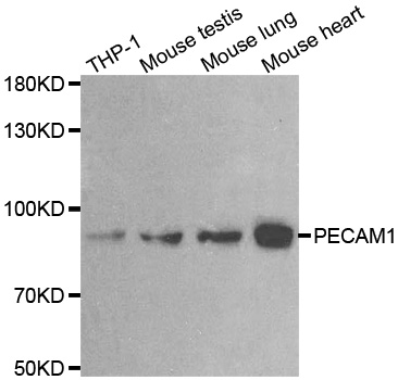 PECAM1 Antibody (OAAN01084) in Multiple Cell Lines using Western Blot