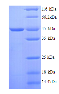 KAE1 Recombinant Protein (OPCA03107) in SDS-PAGE Electrophoresis
