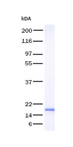 IL1f5 Recombinant Protein (Human) (OPBG00042) using SDS-PAGE