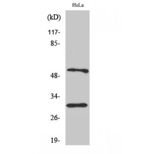 CASP10 Antibody - C-terminal region (OASG01015) in HeLa using Western Blot