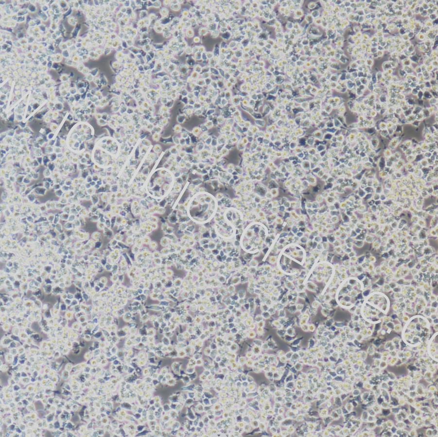 RAW264.7+GFP 小鼠单核巨噬细胞白血病细胞绿色荧光标记 