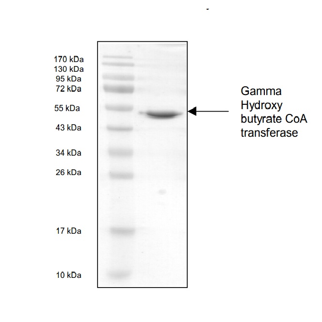 Gamma Hydroxybutyrate CoA Tranferase (Western Blot Control) Protein (OPRB00295) in Gamma Hydroxybutyrate CoA Transferase using Western Blot