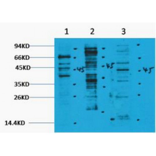 PALLD Antibody (OASG05667) using Western Blot