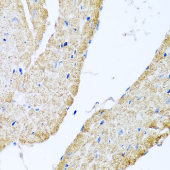 COX6B1 Antibody (OAAN00932) in Mouse Heart using Immunohistochemistry