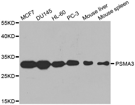 PSMA3 Antibody (OAAN00319) in Multiple Cell Lines using Western Blot