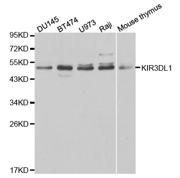 KIR3DL1 Antibody (OAAN00426) in Multiple Cell Lines using Western Blot