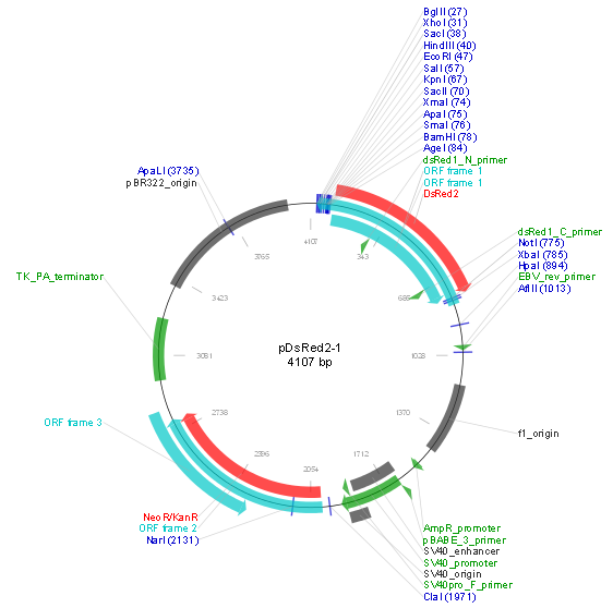 pDsred2.1产品信息