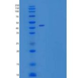 小鼠IAP/OA3/CD47重组蛋白C-Fc