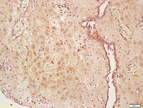 WNT2 Antibody (OAAB22006) in Human Placenta Cells using Immunohistochemistry