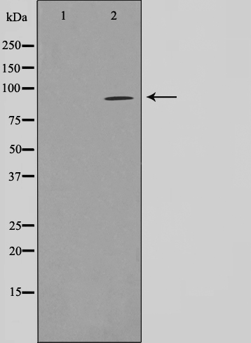 FASTKD1 Antibody (OAAJ02137) in COS7 cell lysate using Western Blot