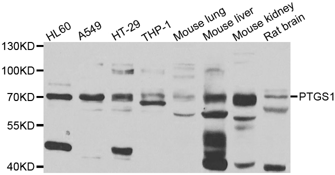 PTGS1 Antibody (OAAN02232) in Multiple Cell Lines using Western Blot