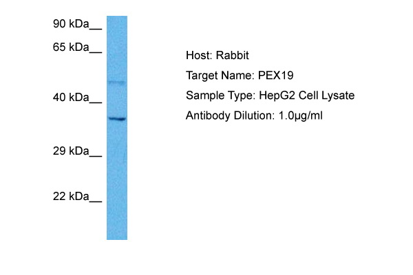 PEX19 Antibody - middle region (ARP81359_P050) in Human HepG2 Whole Cell using Western Blot